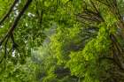 USA-Washington State-Seabeck Bigleaf maple trees in Anderson Landing County Park Art Print